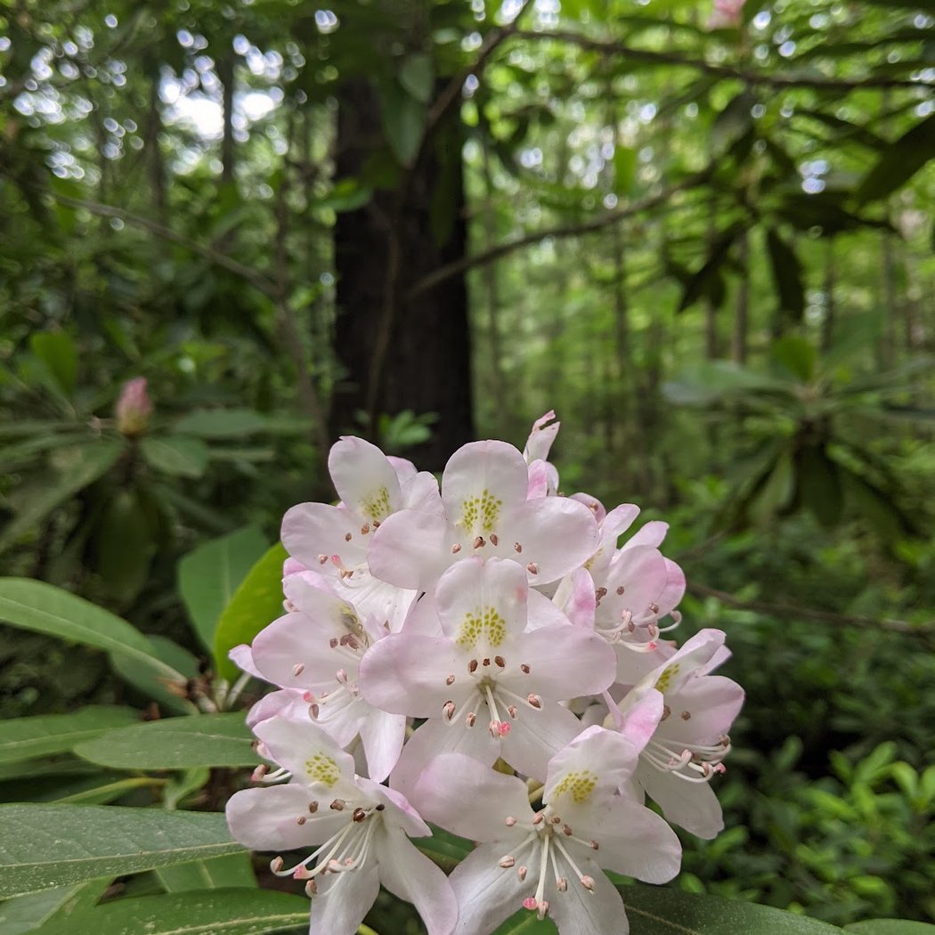 Rhododendron State Park 2