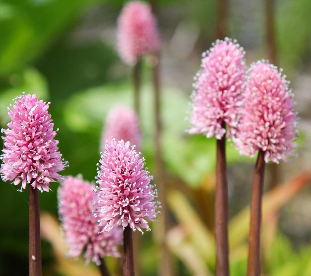 Wildflower Walk 2