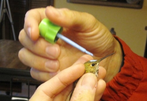 Hummingbird Banding 3