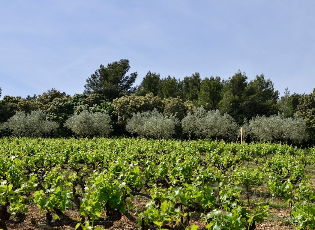 Domaine Chaume Arnaud 2