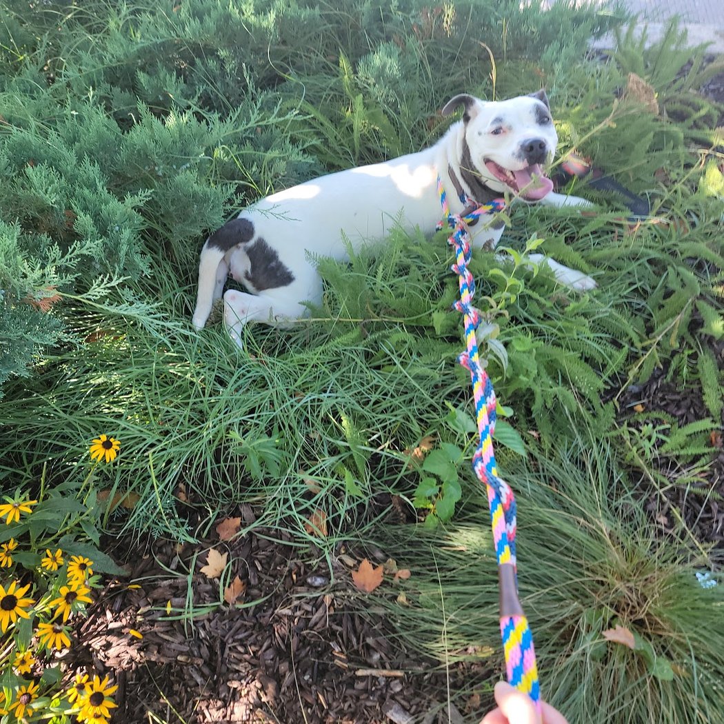 Shelter Adoption Event 1