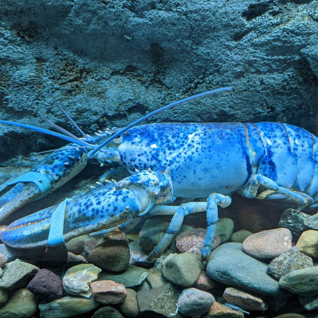 Shippagan Aquarium 1