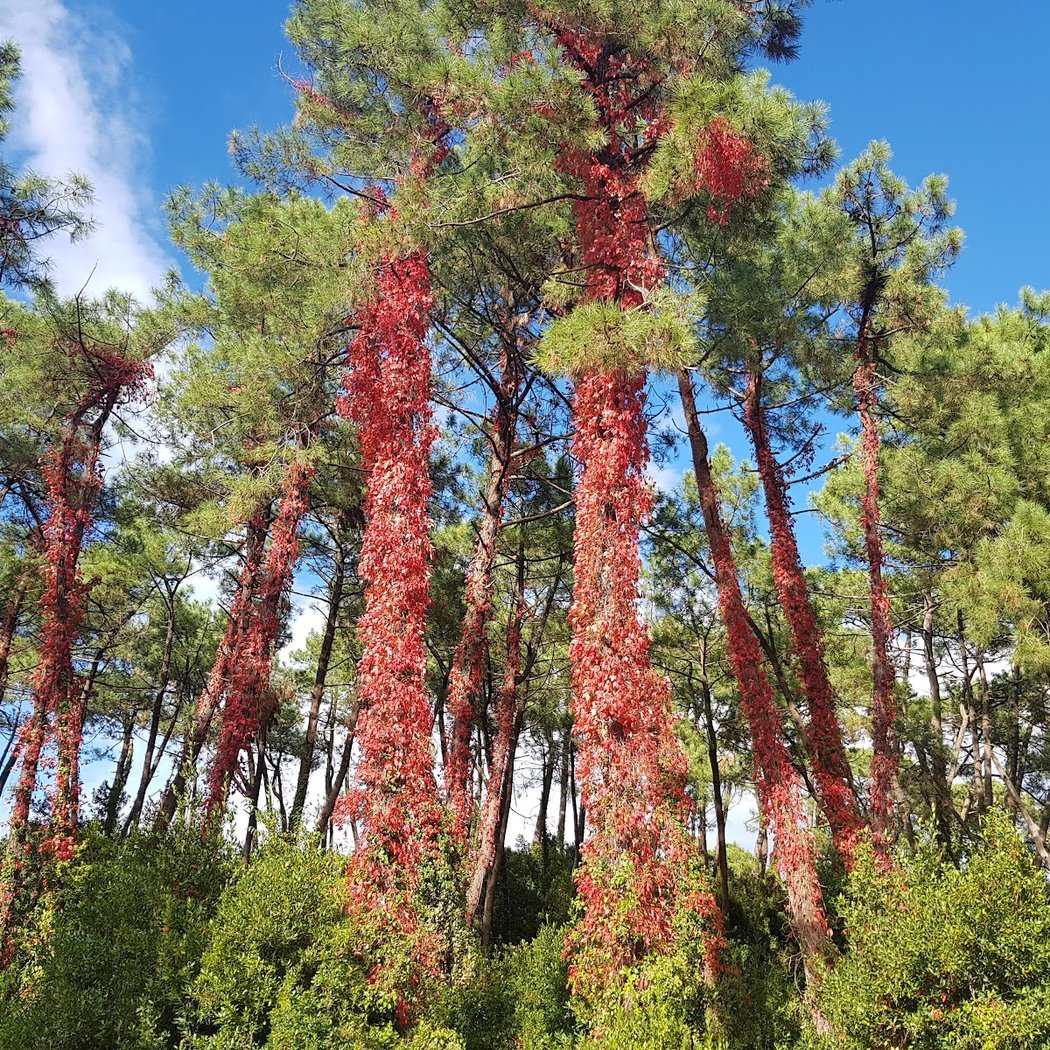 Forêt de Chiberta 1