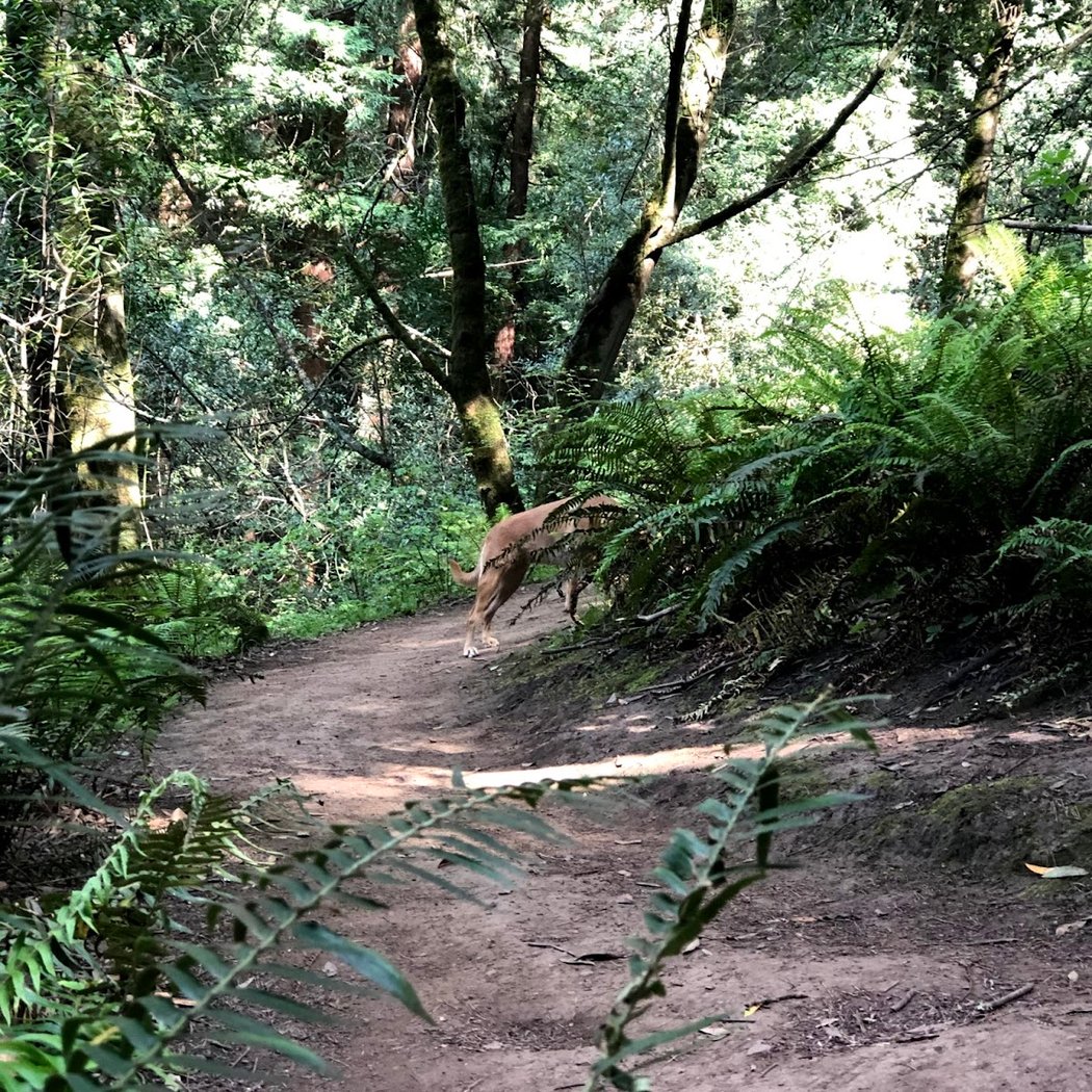 Strawberry Canyon Recreation 3
