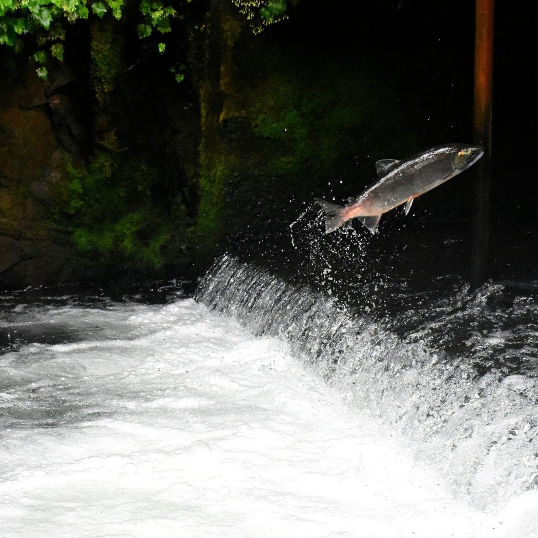 Salmon SEEson at 90th St Bridge 3