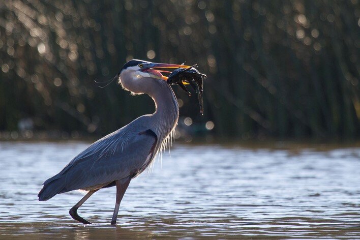 Armand Bayou Urban Bird Survey 1