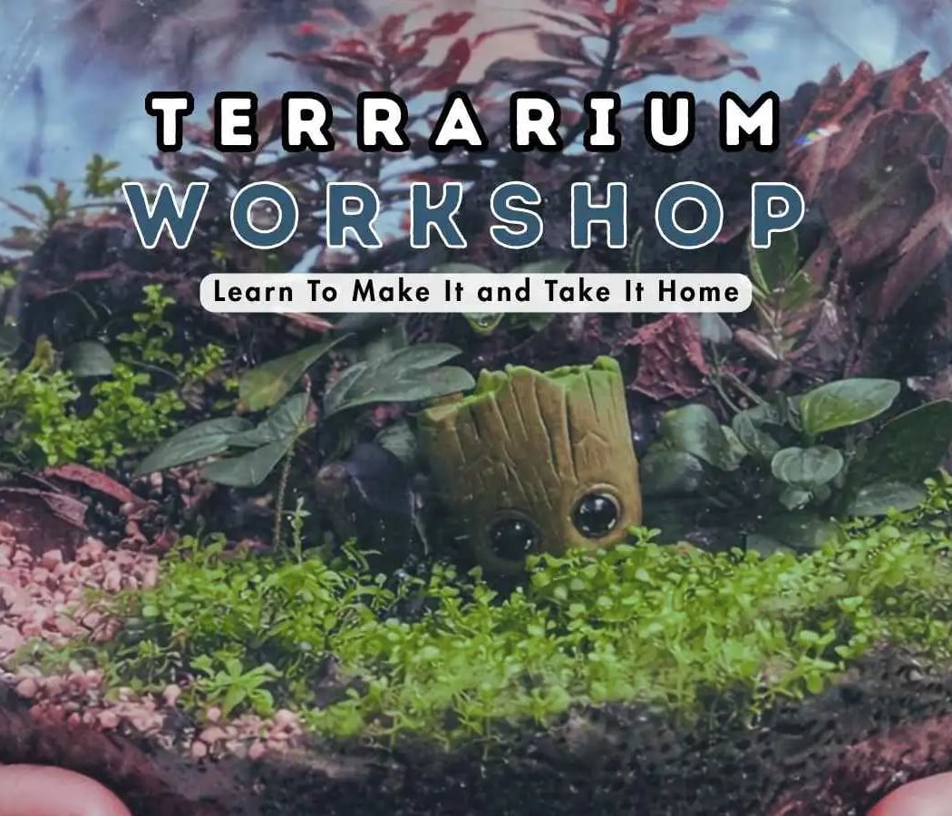 A World Inside Glass - Terrarium Workshop 4