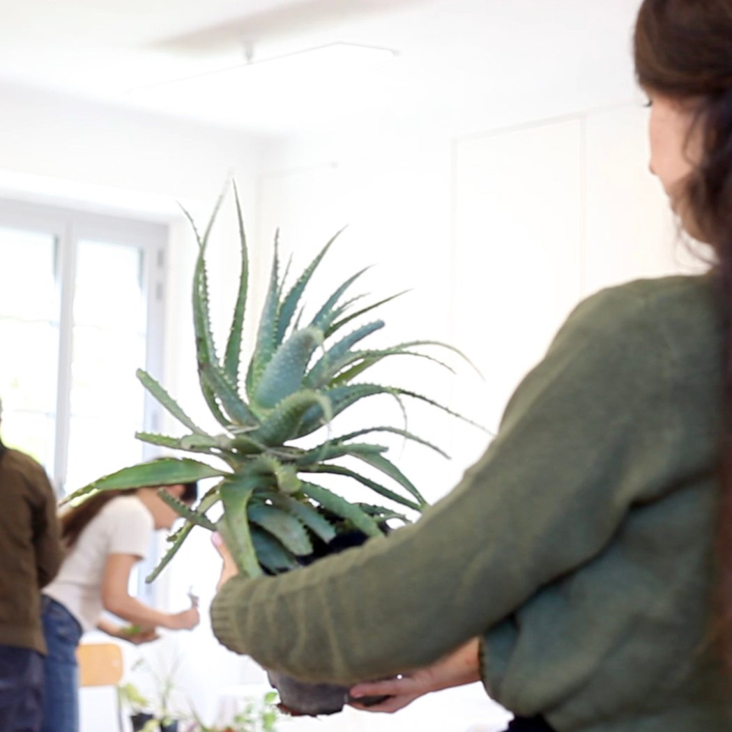 Échange de plantes 1