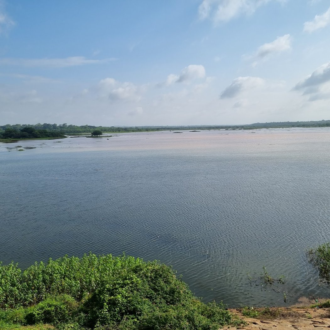 Hesaraghatta Lakebed 2
