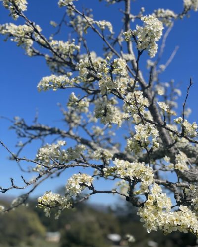 Historic Orchard Hike 1
