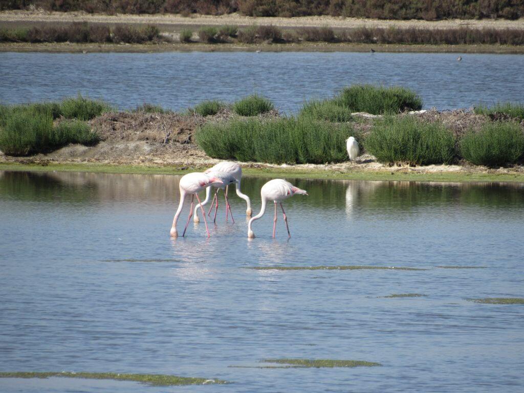 Caminhando com Flamingos 3