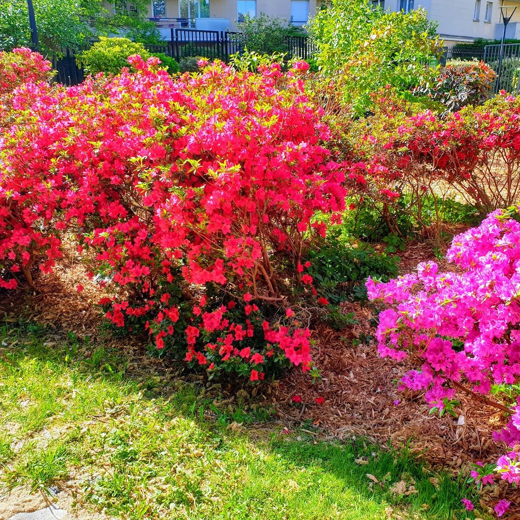 Jardin des artistes 3