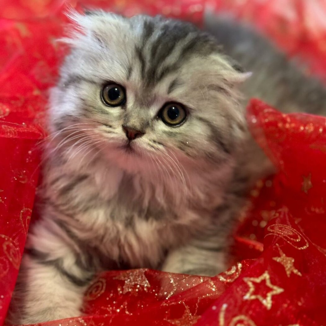 Chatterie de la Reine 1