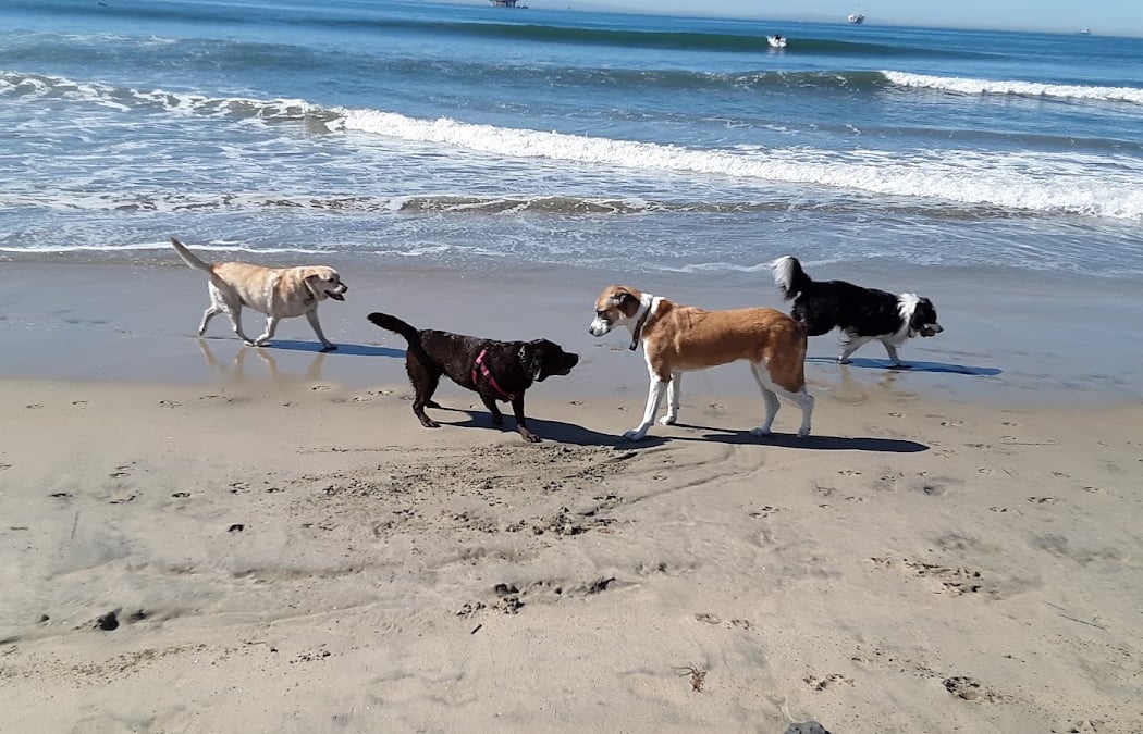 Huntington Dog Beach Volunteer Cleanup 2