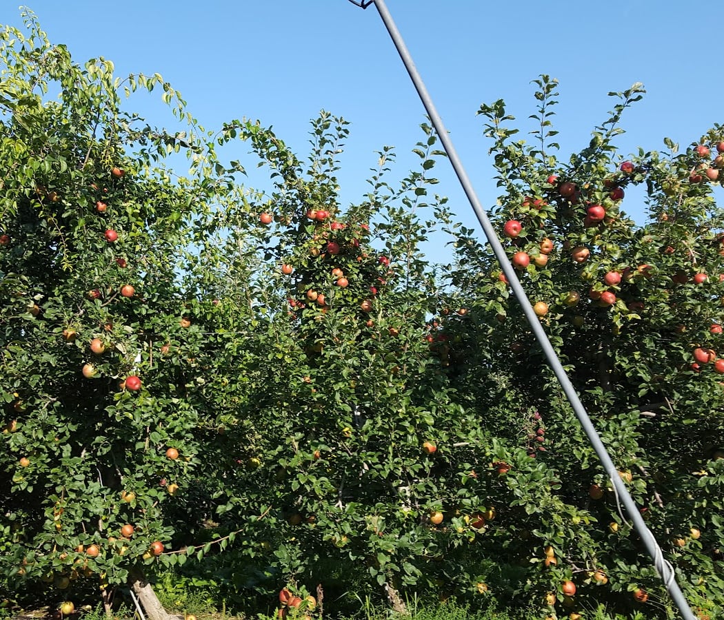 Bowman Orchards 2