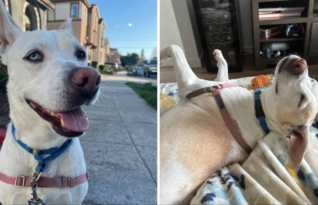 Friends of the Alameda Animal Shelter (FAAS) South Shore 5