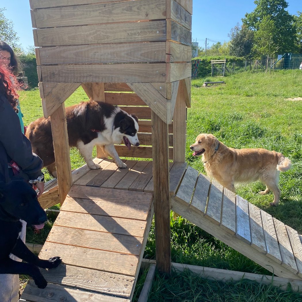 Doggy Days - Centre de loisirs pour chiens à Ligné 1