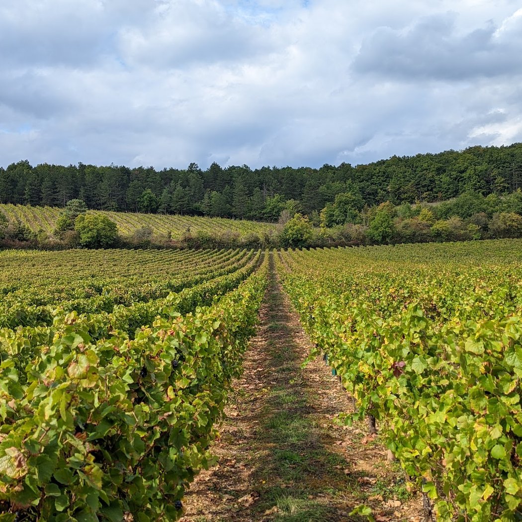 Vins de Tannay J.M PERDIKOURIS 2