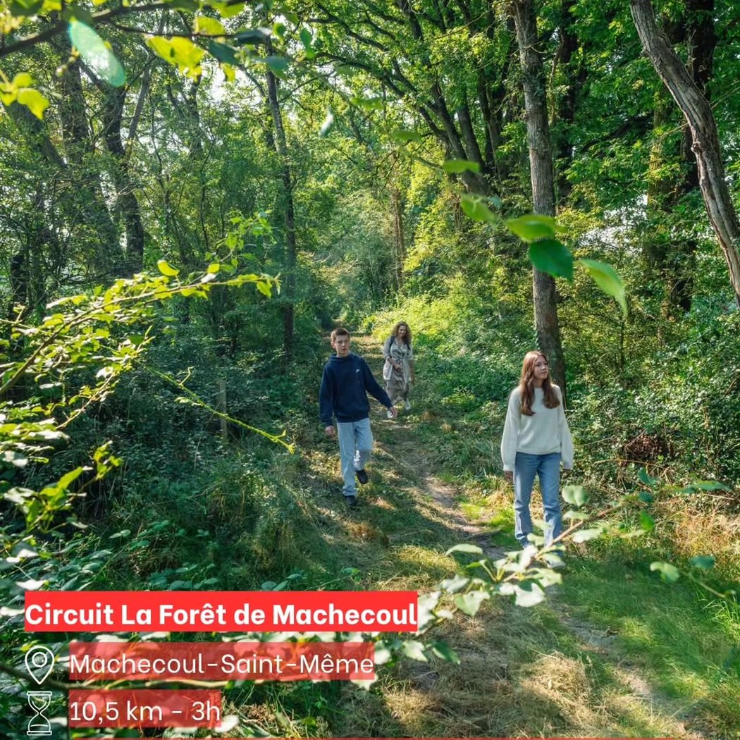 Forêt de Machecoul 1