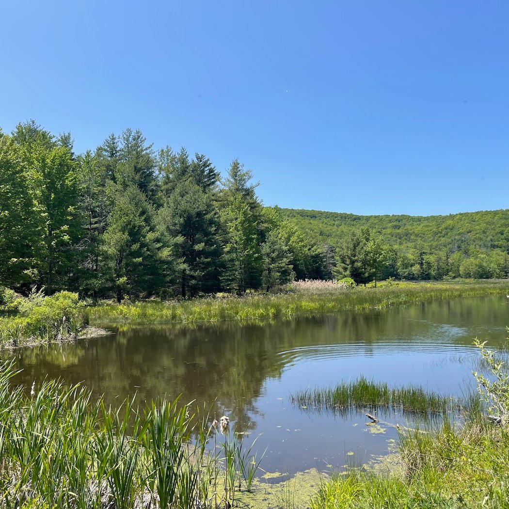 Binghamton University Nature Preserve 3