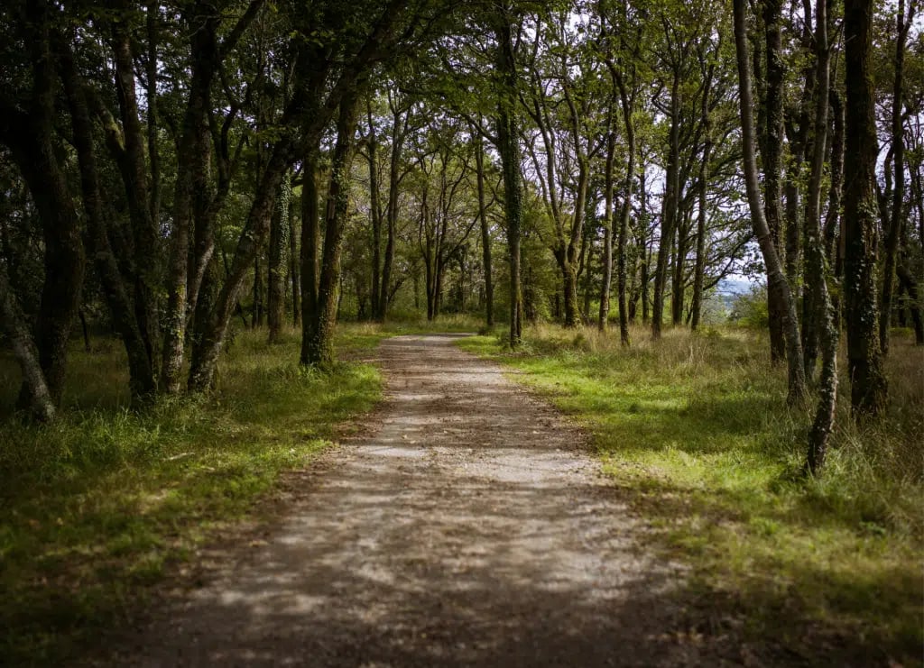 Forêt d'Ustaritz 1