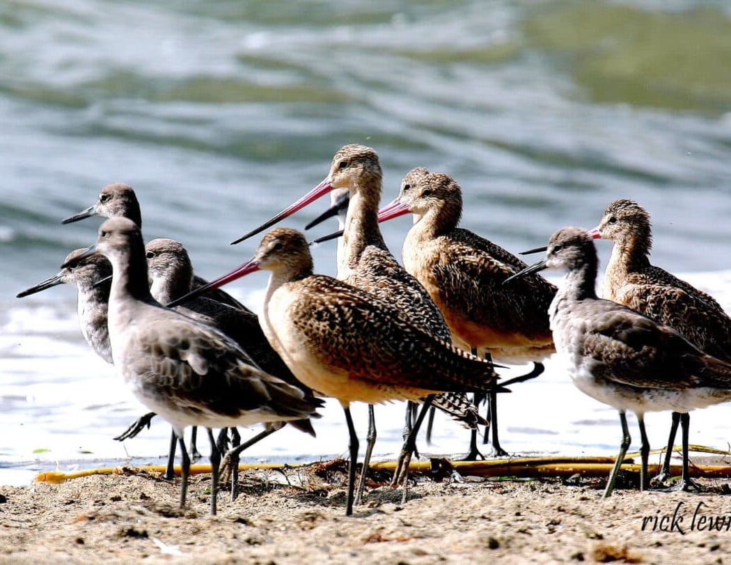 Elsie Roemer Bird Sanctuary 3