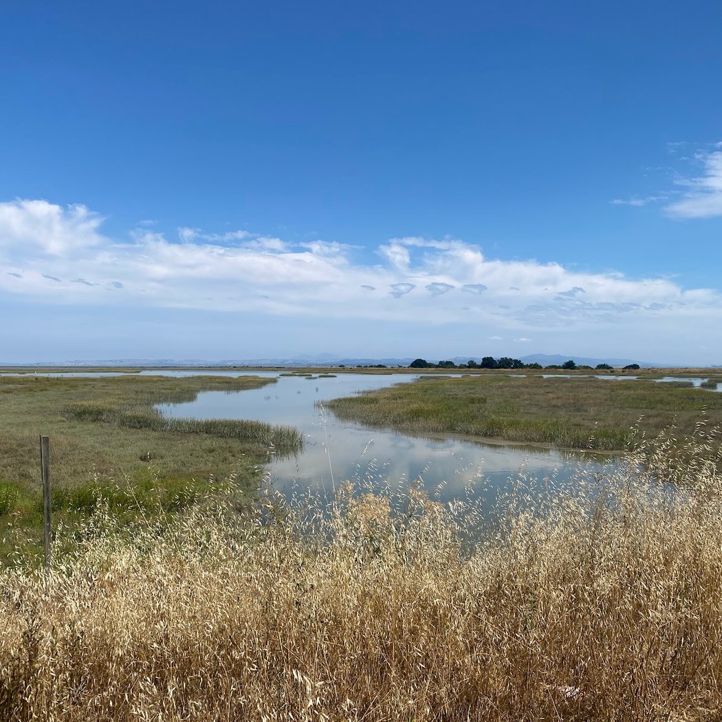 Novato Baylands Monthly Bird Walk 2