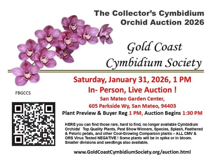 The Collector's Cymbidium Orchid Auction 2026 1