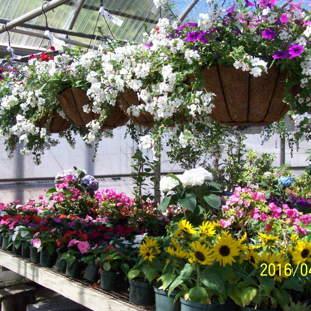 Buzzanco's Greenhouses & Farm 1