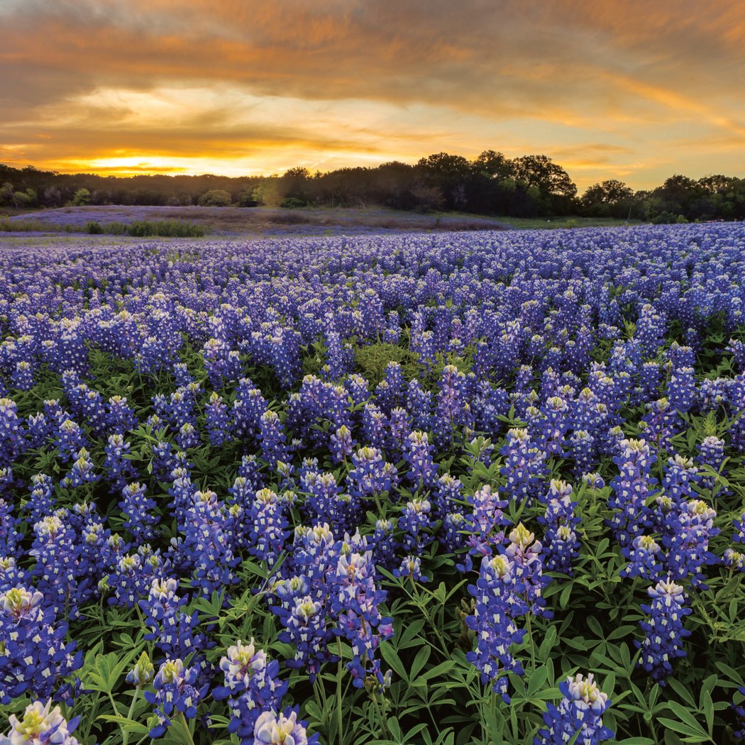 S.E.E.D. Camp: Texas Native Treasures 1