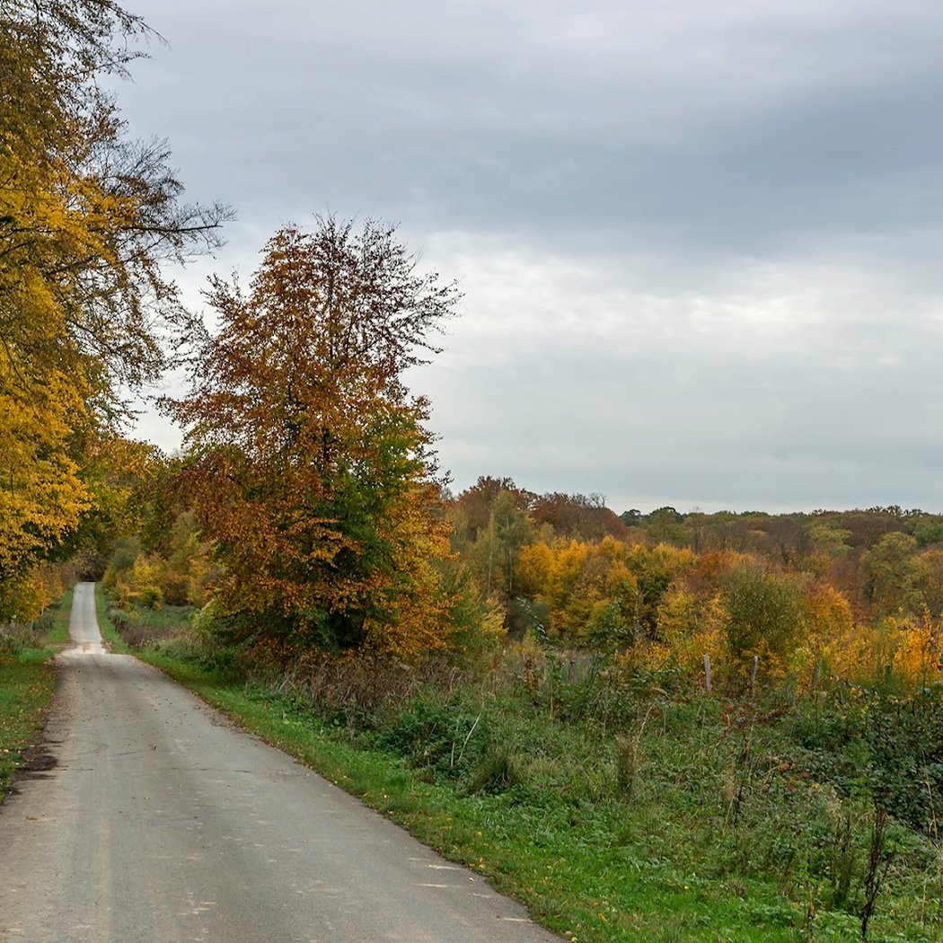 Forest of Halatte 3
