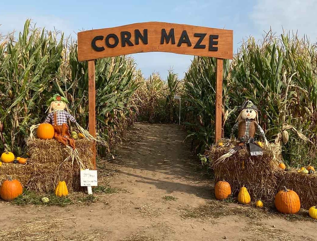 Pumpkin Patch & Maze 1