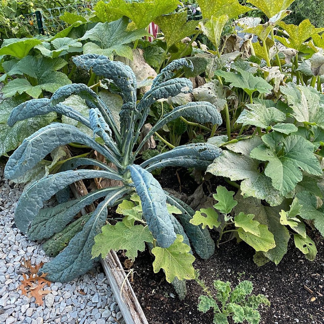 Avon Lake Community Garden 3