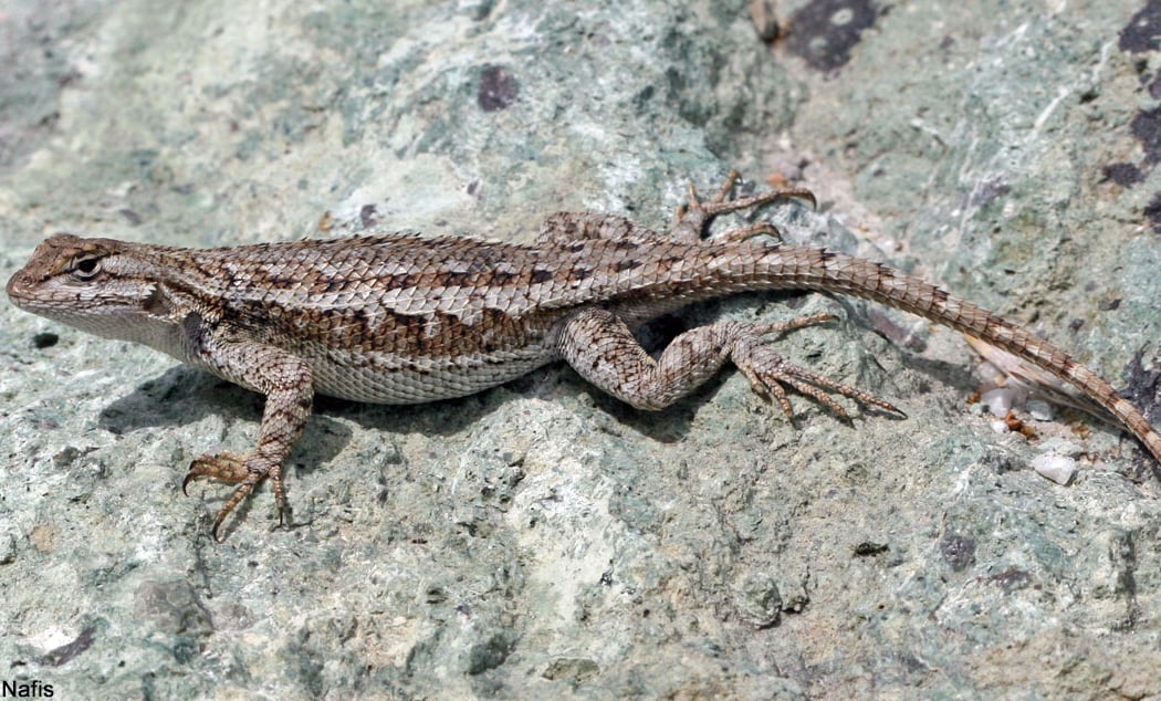 Artswalk: World Lizard Day 2