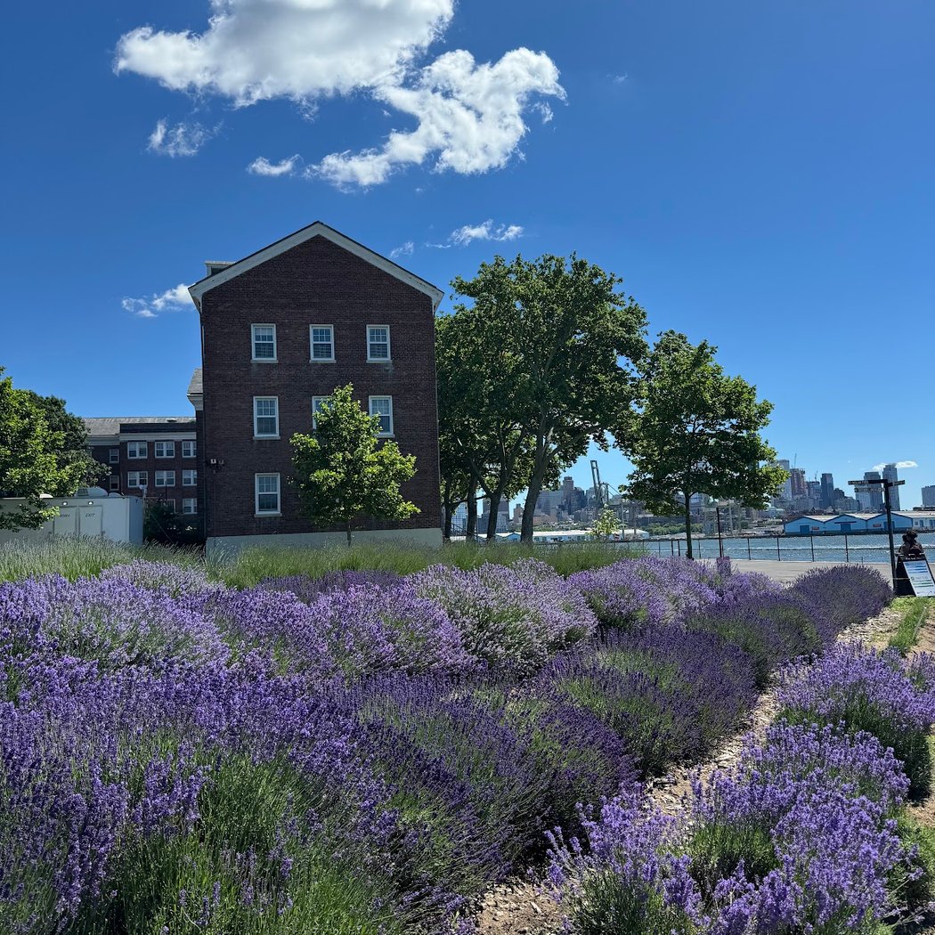 Lavender Field on Governors Island 1