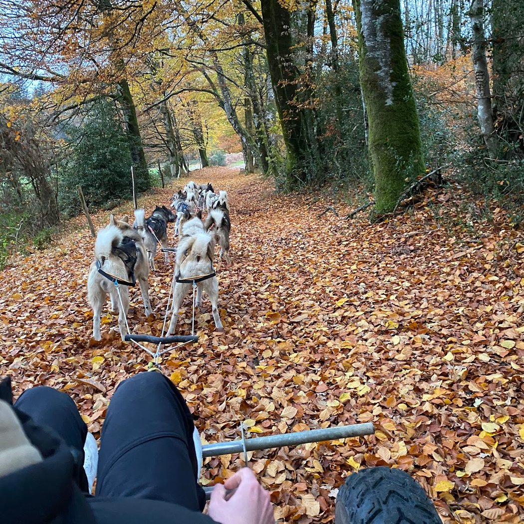 Skodenar - Chiens de traineau 1