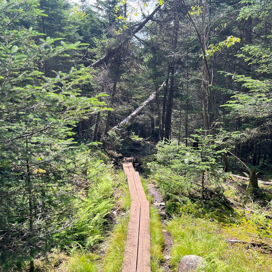 Blue Mountain Fire Tower/Hiking Trail 3