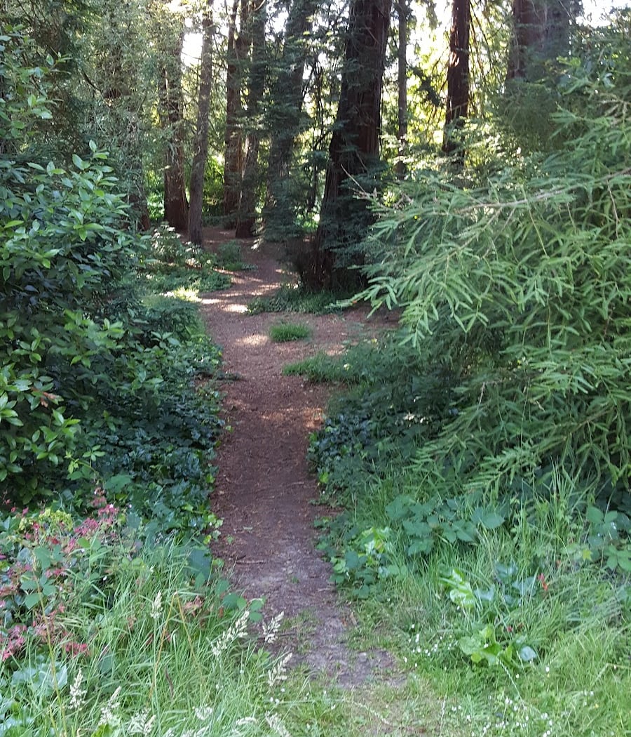 Redwood Memorial Grove 4