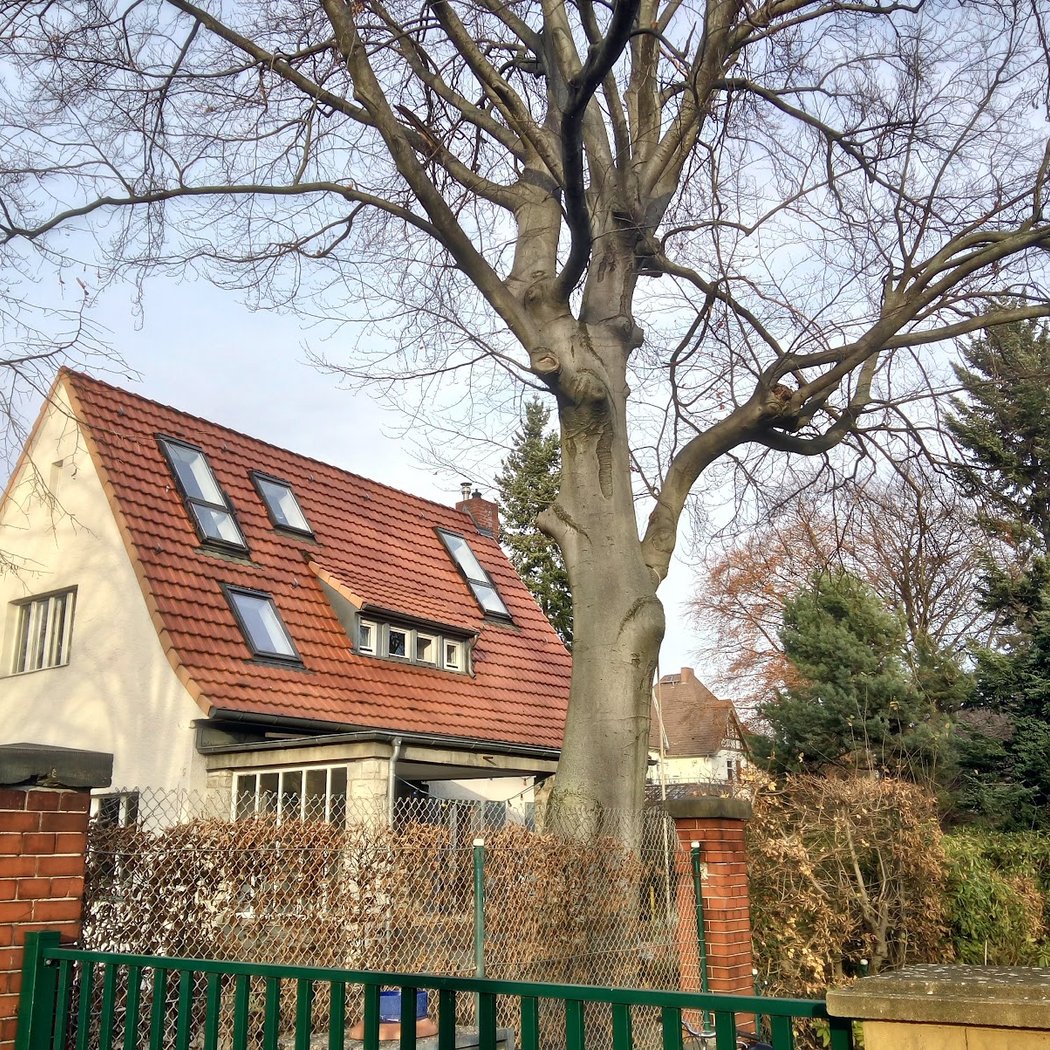 Dahlem 2
