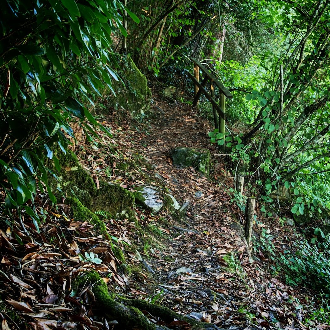 Coet roz 3