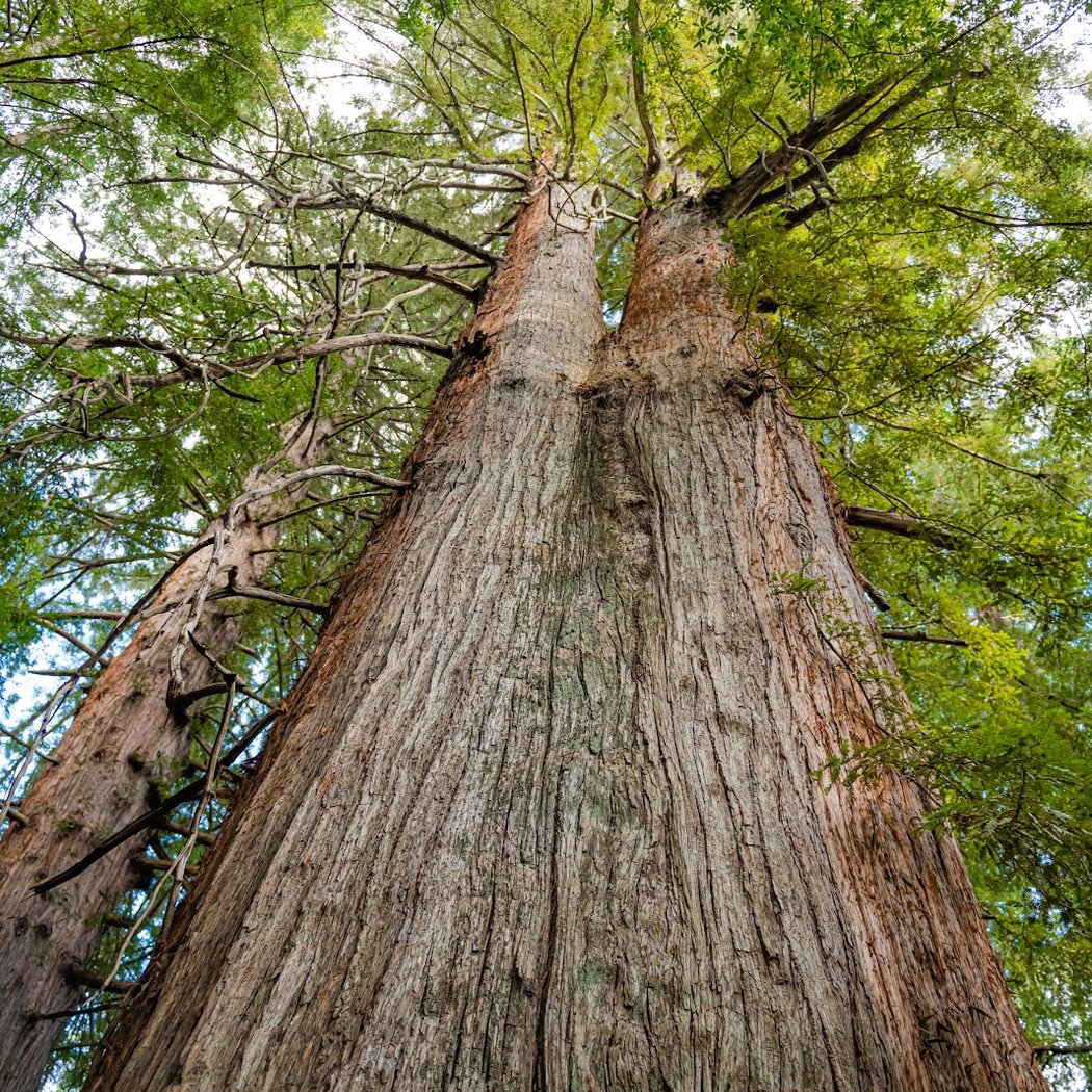 Old Growth Redwoods in Bear Creek 1