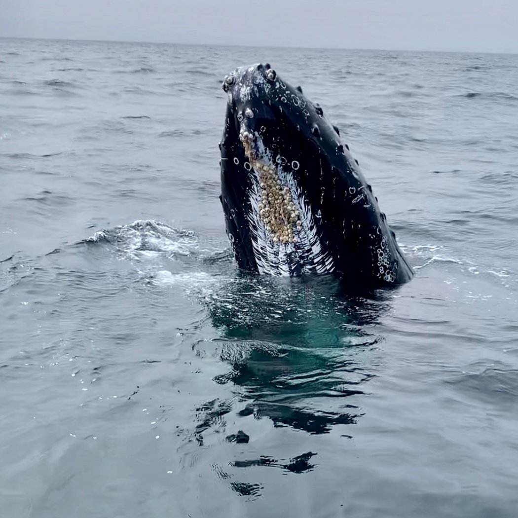 Bodega Bay Whale Watching 1