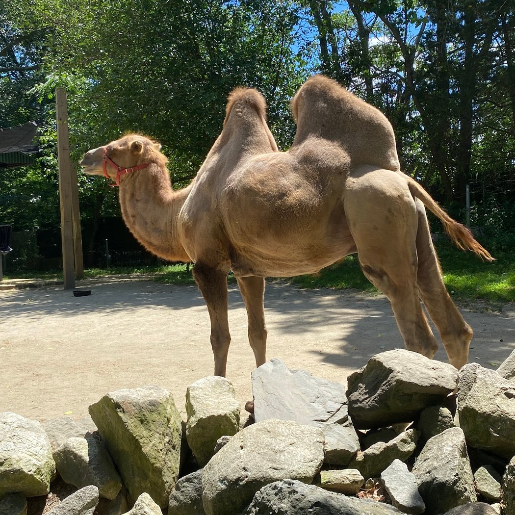 Roger Williams Park Zoo 3