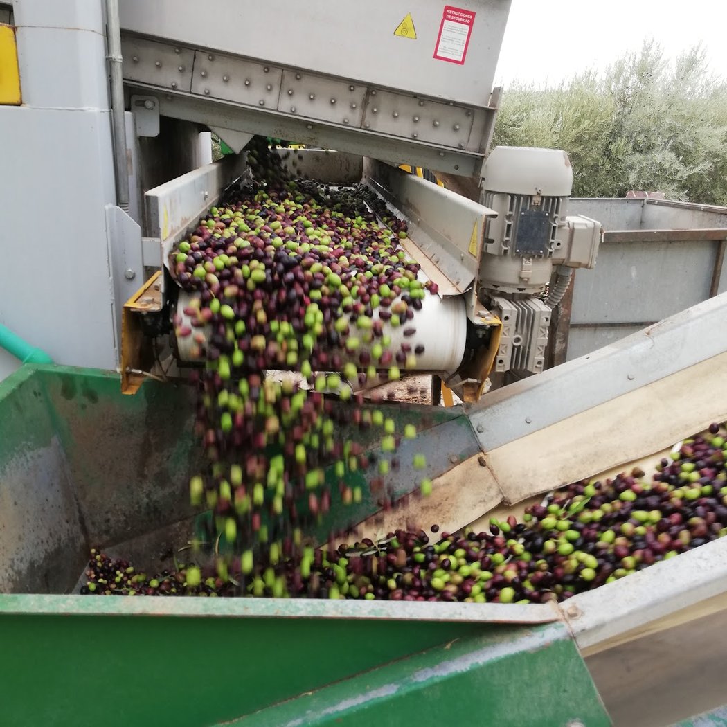 Agroganadera Pérez Racero SL - ANTOJO DEL SUR 2