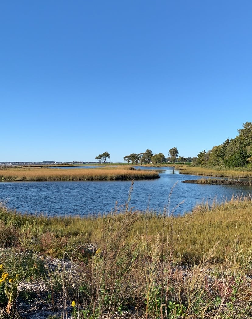 Sapowet Marsh 2