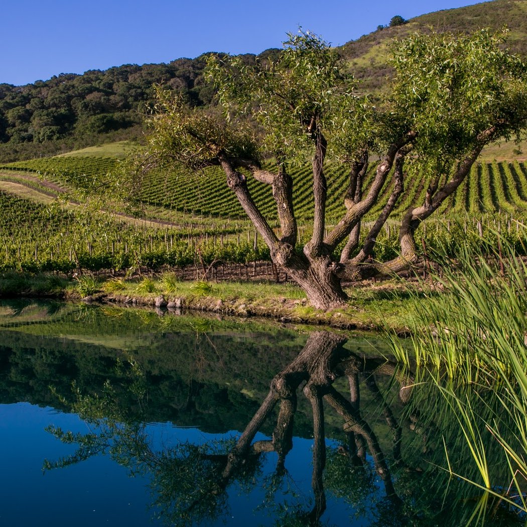 Schug Winery 2