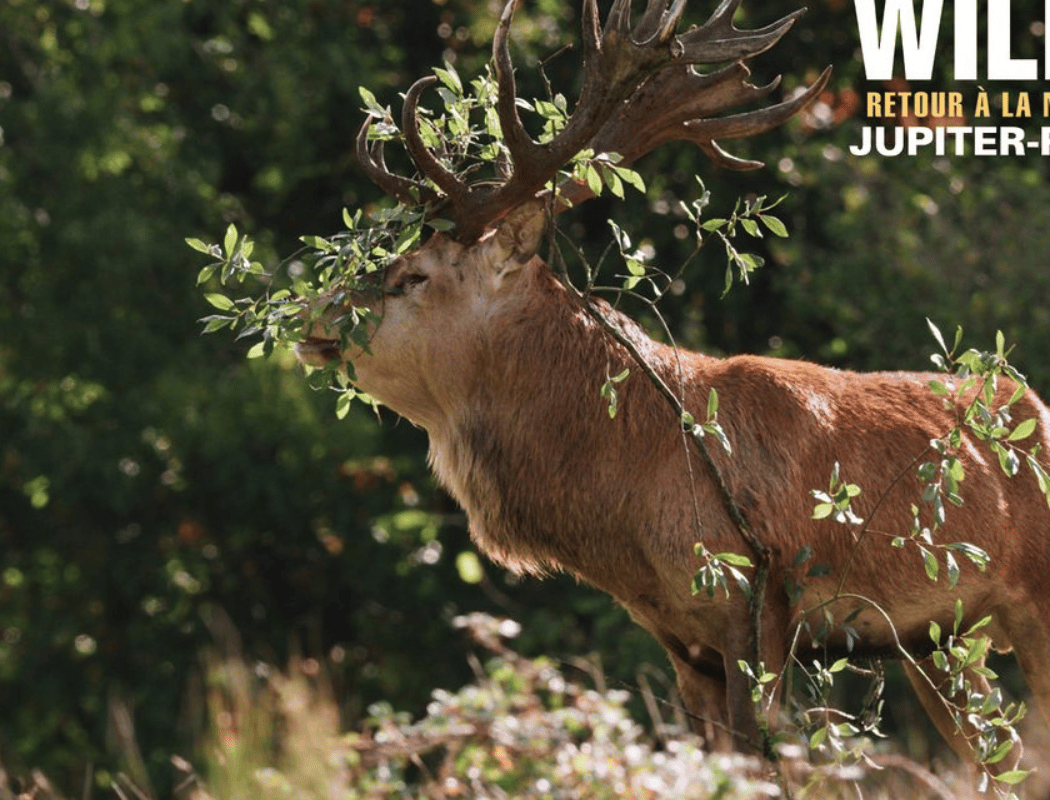 Wilding – Retour à la Nature Sauvage 1