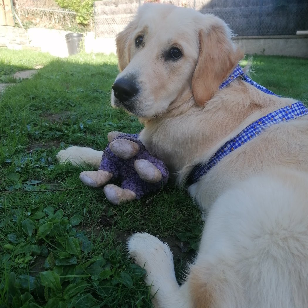Educanine 3