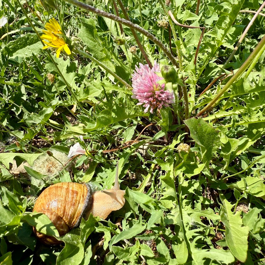 Escargot des Restanques 2