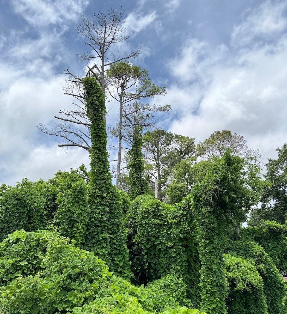 Kudzu Warriors 3